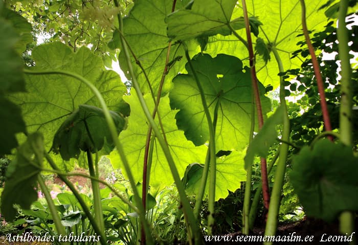 Astilboides tabularis Rodgersia tabularis Laudleht